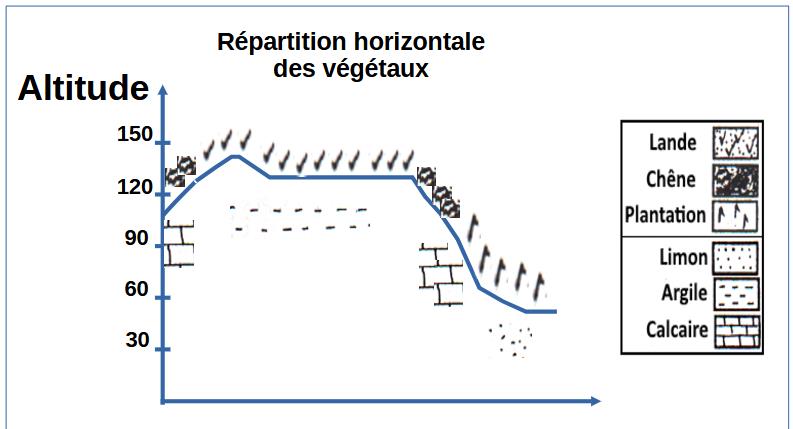 svt bac maroc