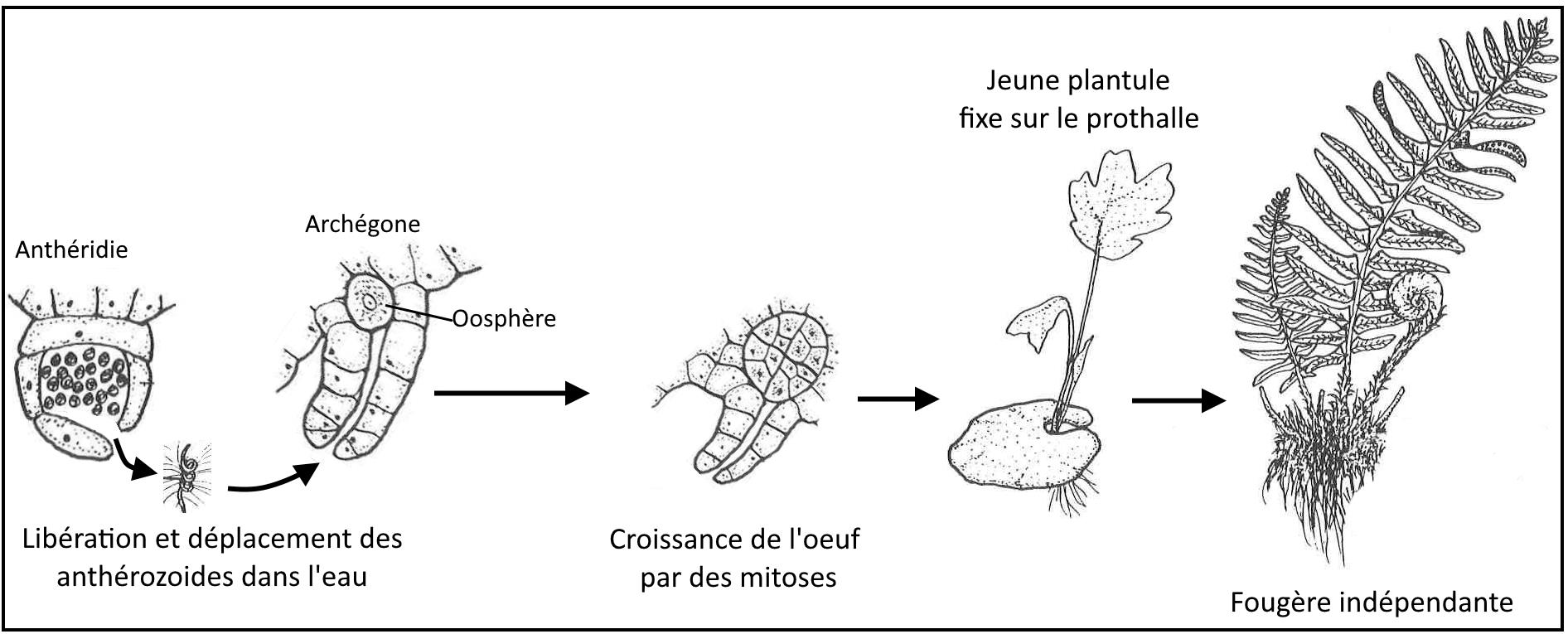 svt bac maroc