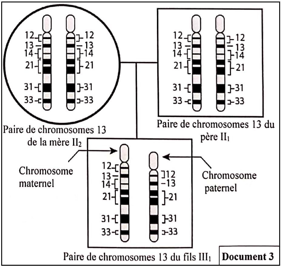 svt bac maroc