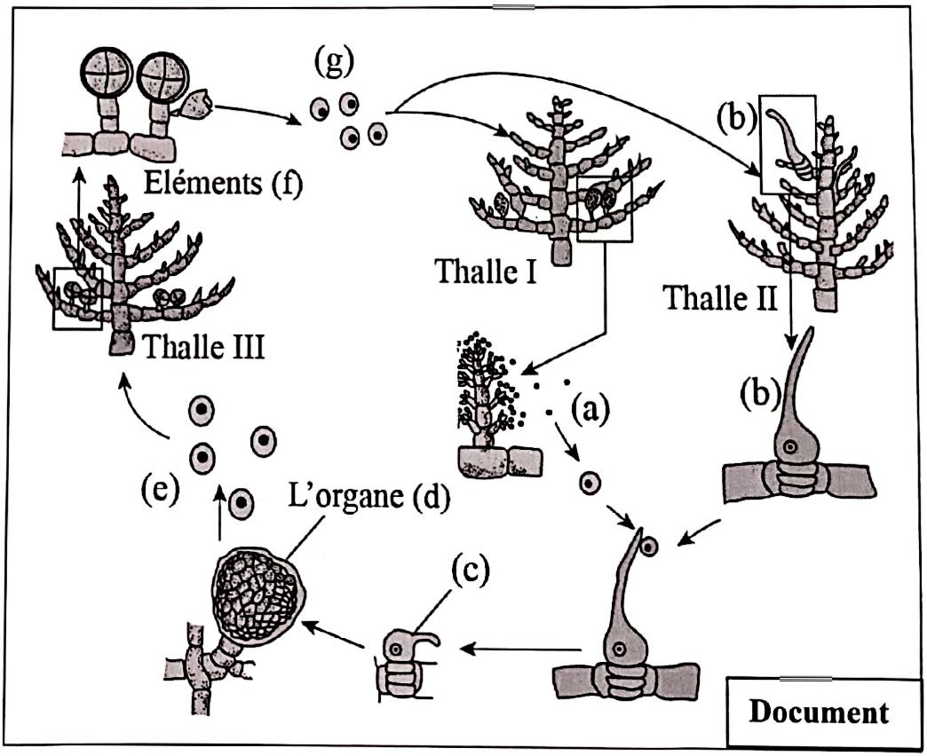 svt bac maroc