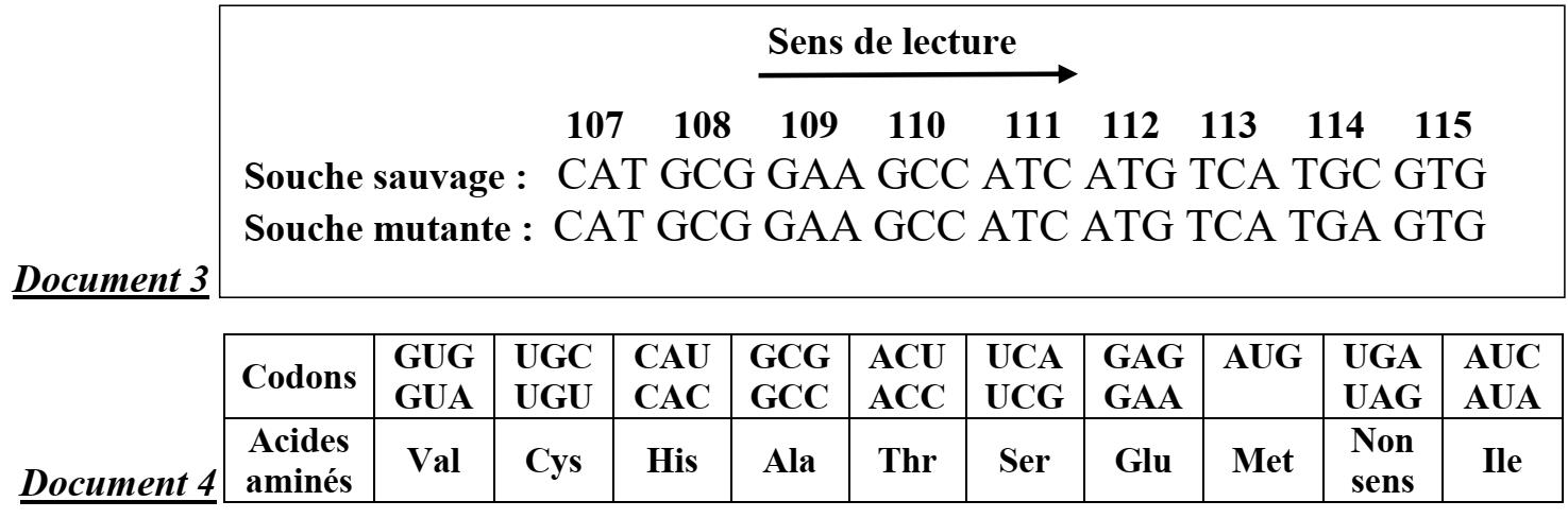 svt bac maroc