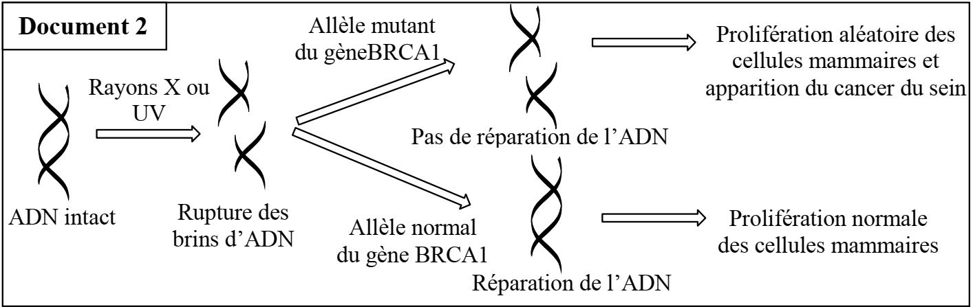 svt bac maroc