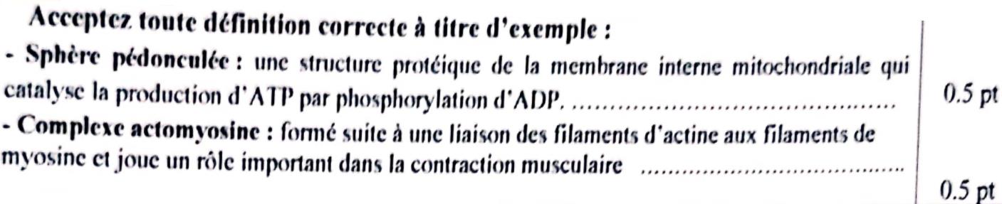 svt bac maroc