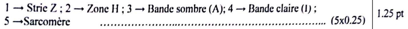 svt bac maroc
