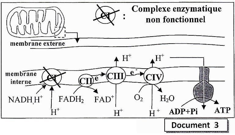 svt bac maroc