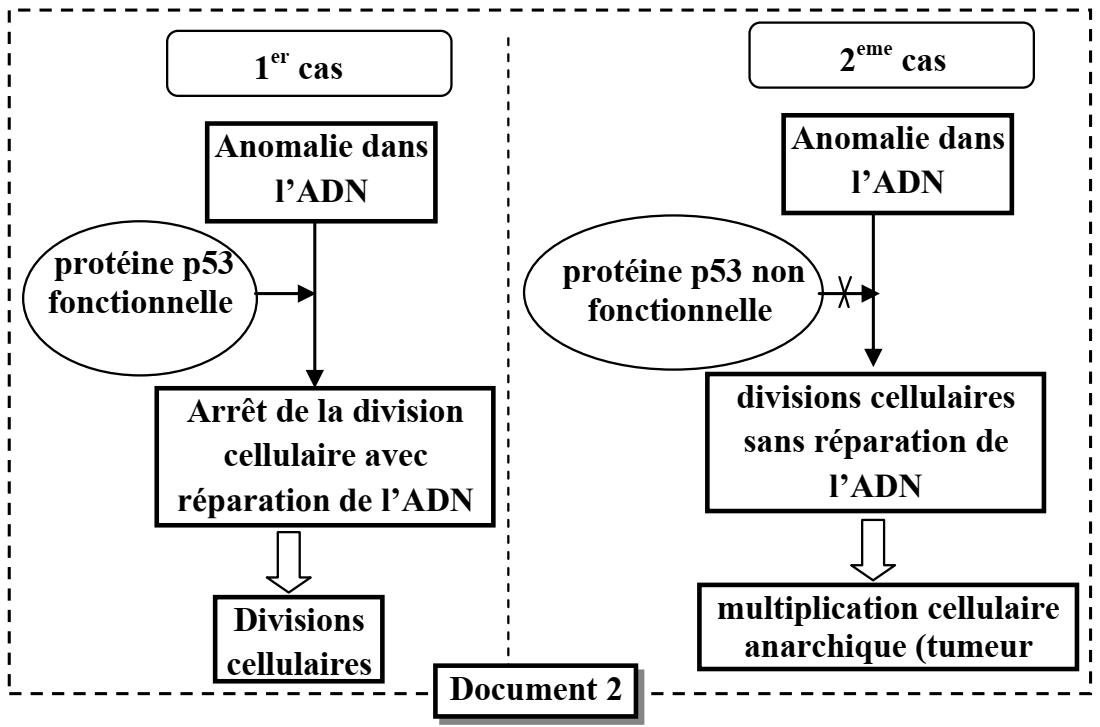 svt bac maroc