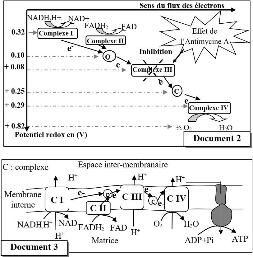 SVT exam