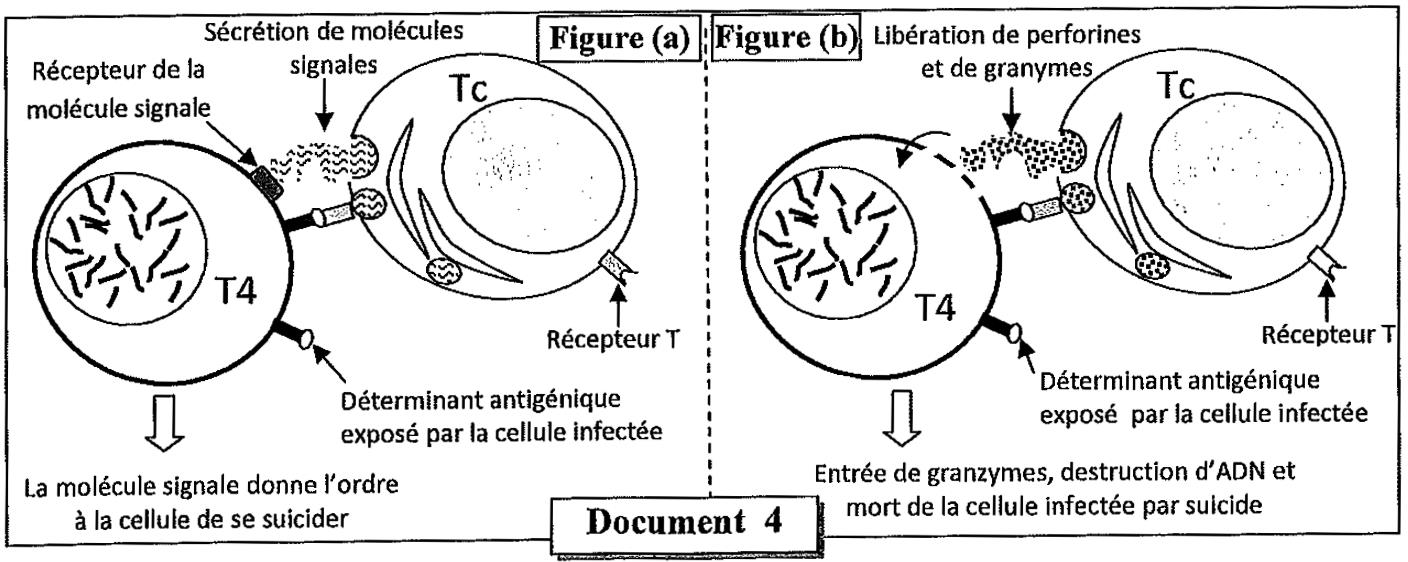 svt bac maroc