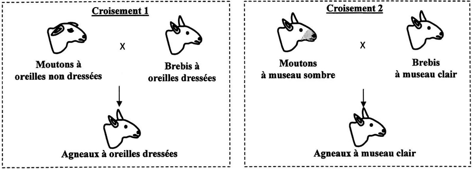 svt bac maroc
