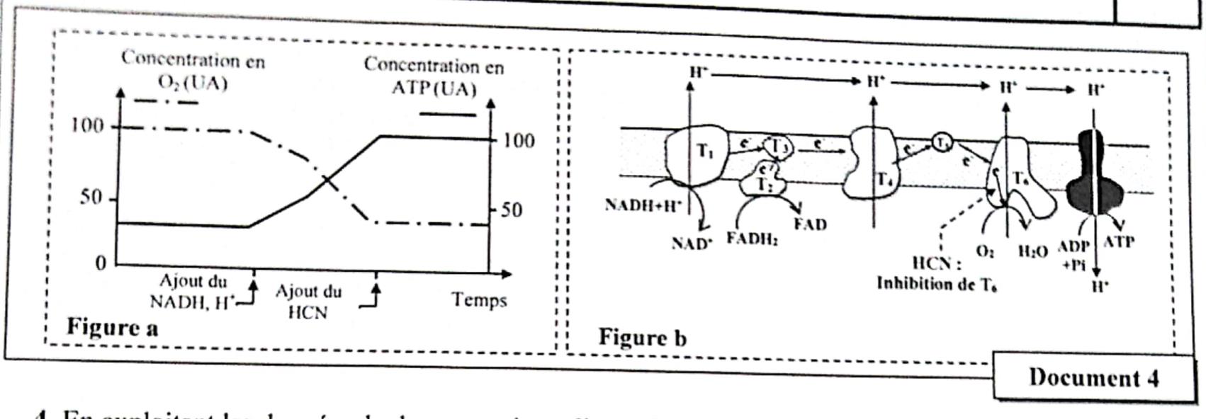 svt bac maroc