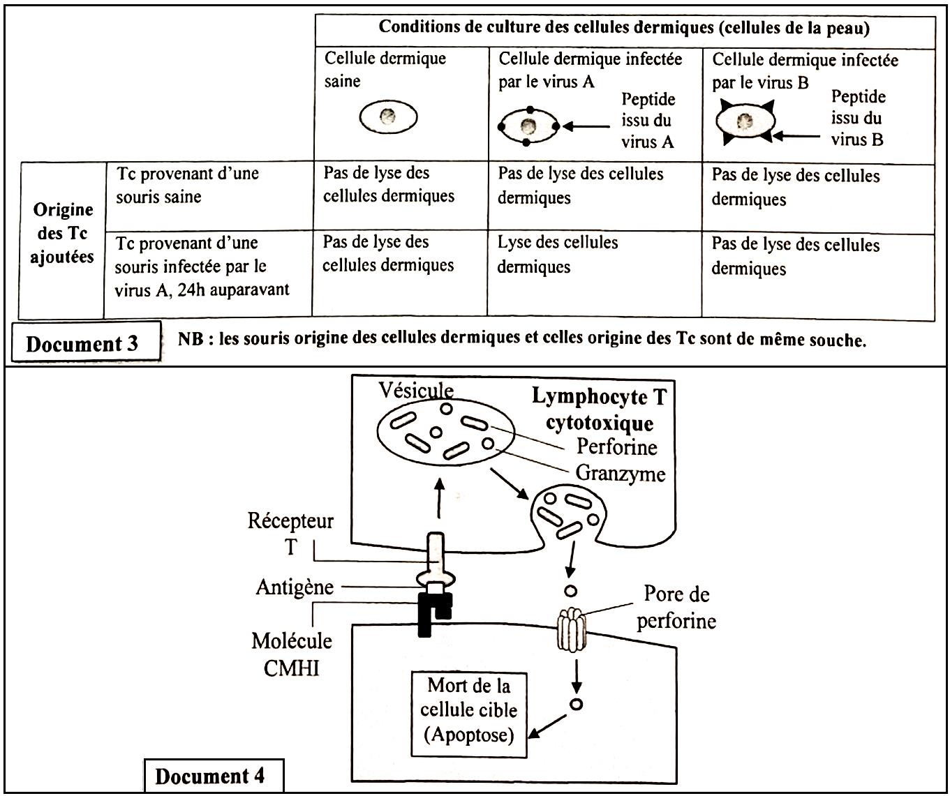 svt bac maroc