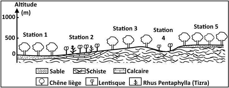 svt bac maroc